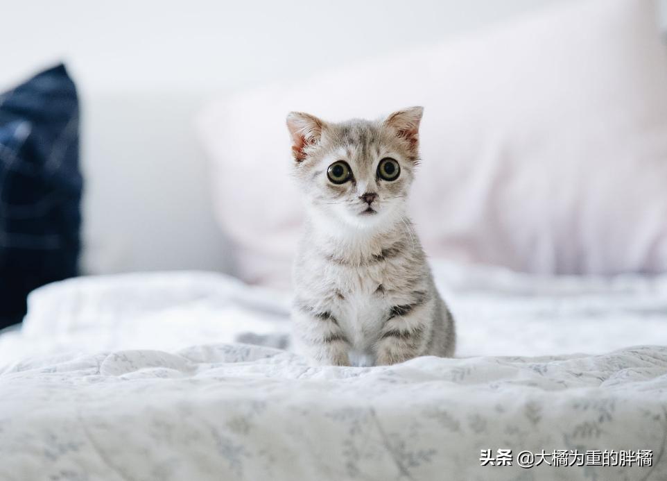 猫咪遇到危险是怎么样的动画视频,猫咪遇到危险找谁救援