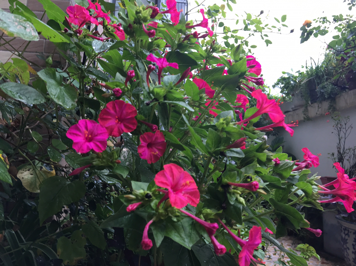 紫茉莉花种子怎么长出来,紫茉莉花的观赏特性