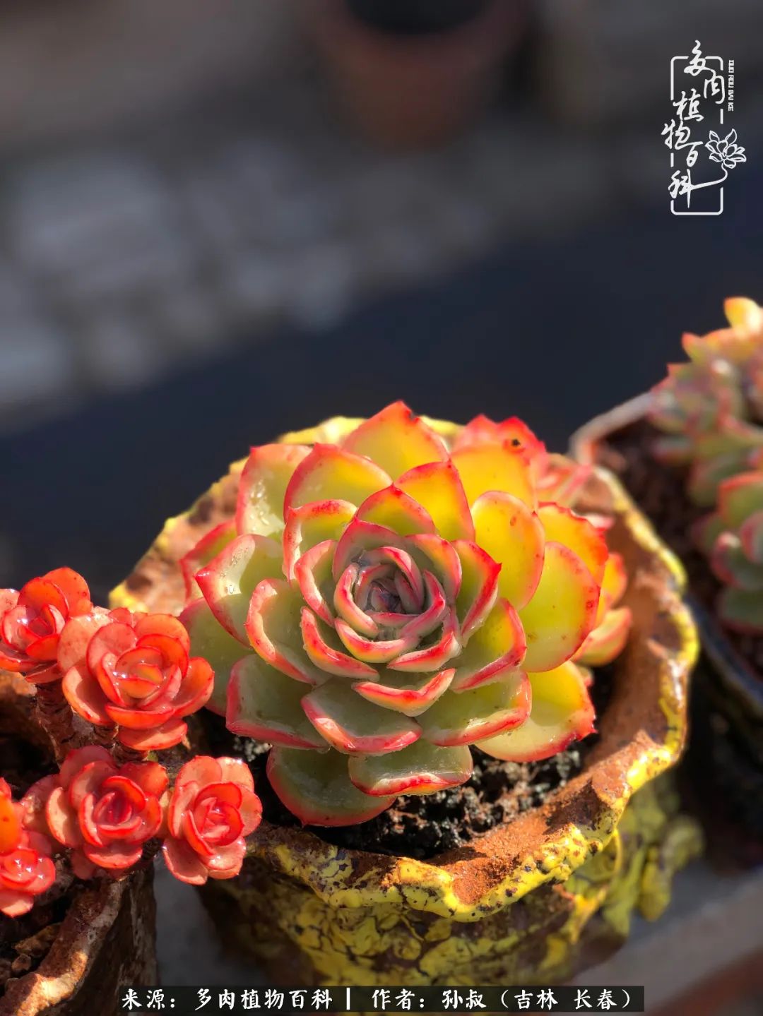 与多肉一起成长,与多肉相伴