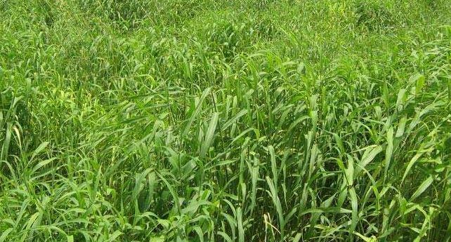 有玫瑰香气的草,玫瑰草是什么草