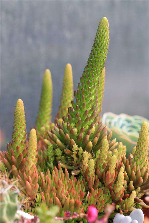 中药材瓦松怎么制作,中药材瓦松治什么病