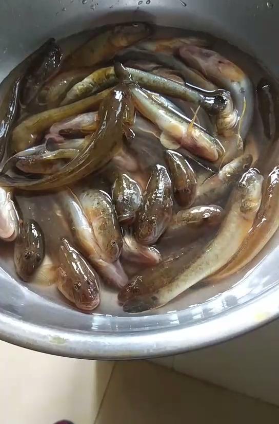 江苏一河沟里出现大量“巨型土憨巴”，其实这是一种海里的沙光鱼