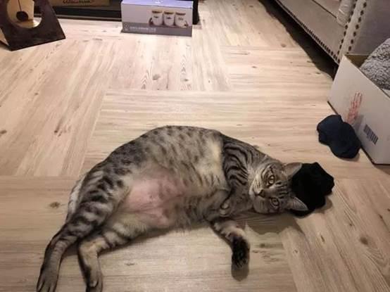 猫中最厉害的是橘猫吗,最胖的猫排名前十