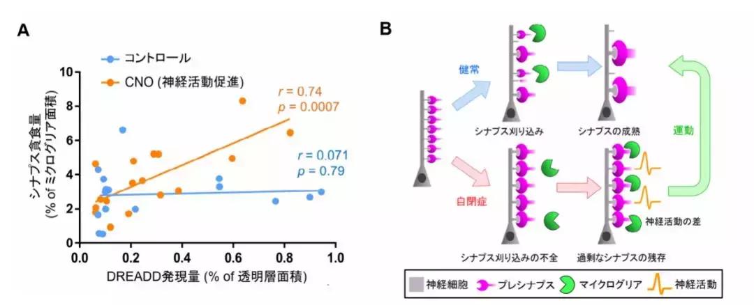 大量的运动可以改善自闭症吗,日本自闭症康复技术