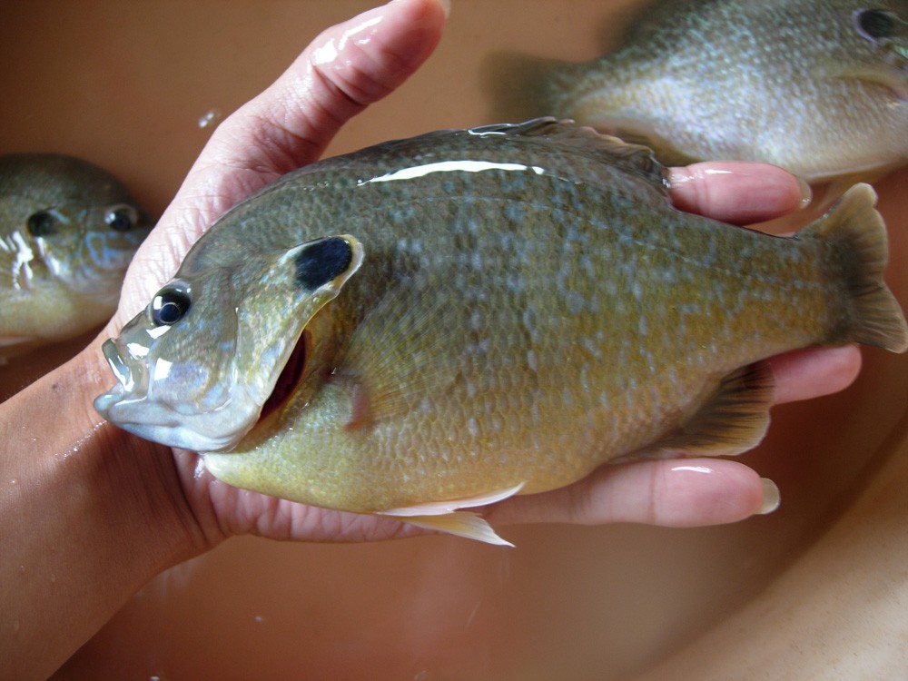 太阳鱼现身四川，钓友不重视还想用锅铲解决，罗非的故事又忘了？