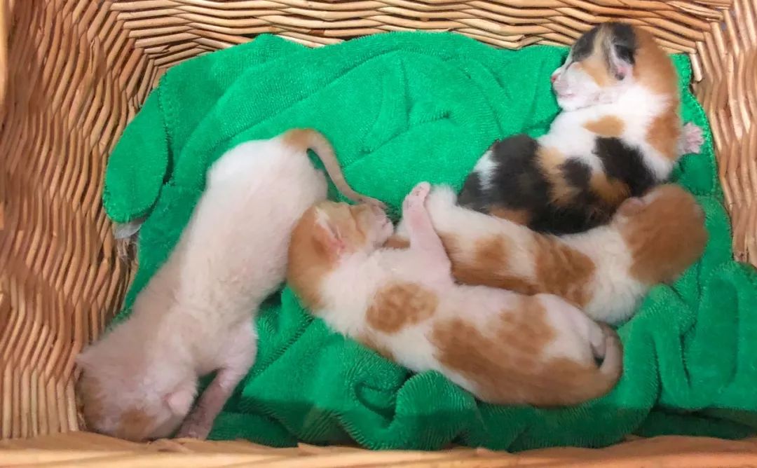 小佩闷死猫事件,小佩猫窝闷死猫