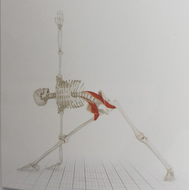 不懂拉伸就不懂健身,拉伸髂腰肌的正确要领