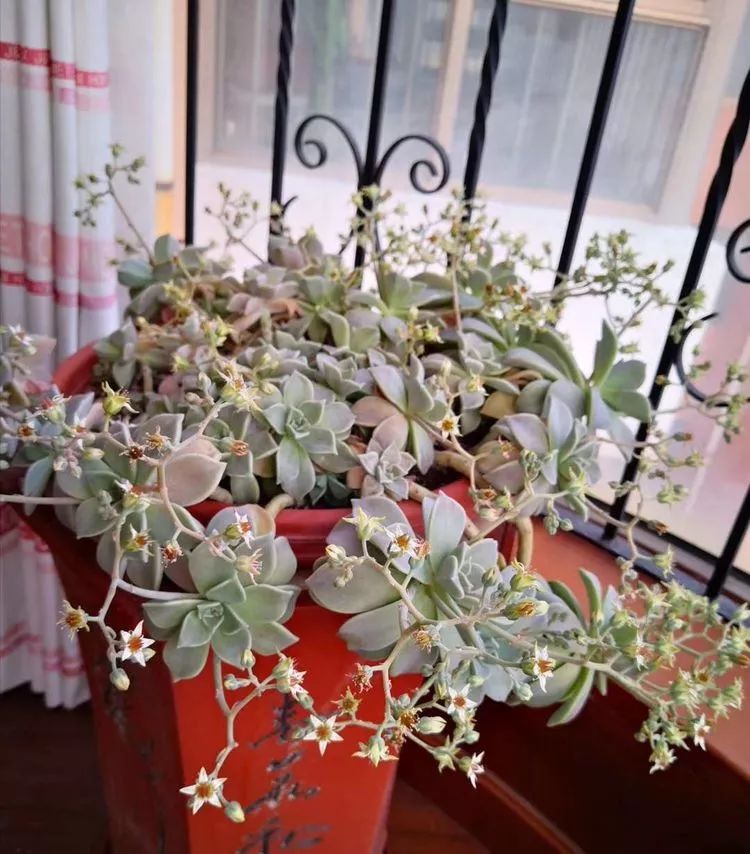 一花一世界多肉园艺,一花一世界一叶一菩提多肉植物