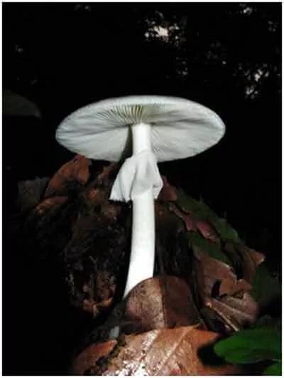 你知道吗冷知识,冷知识你知道吗解说