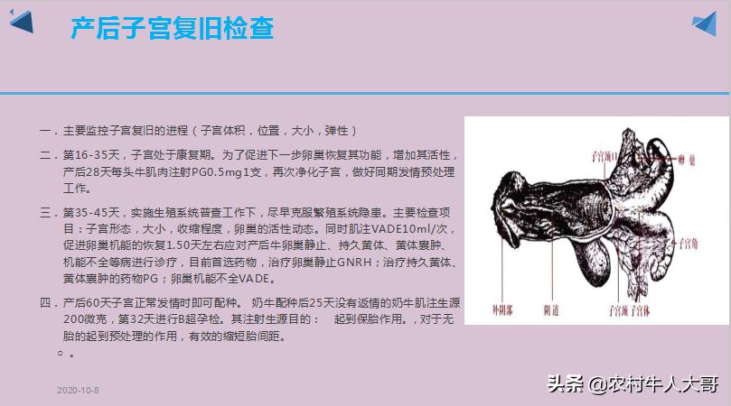奶牛产后子宫净化保健实施方案ppT课件