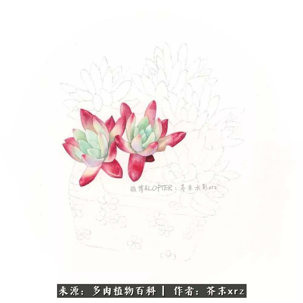 那个爱画多肉的小姑娘带着她的心头肉又来啦!