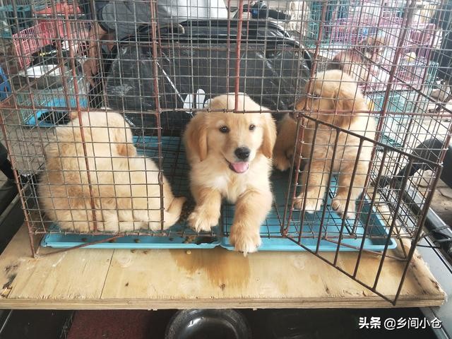 真正的狗市品种,哪里的狗市便宜品种又好种类又多