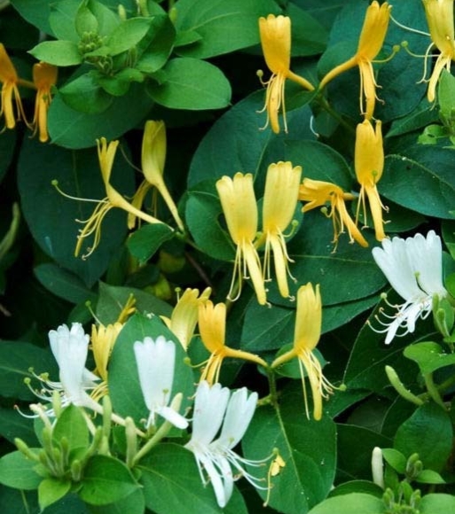 每日中草药,中药金银花主治功效