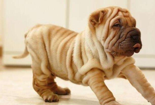 狗界体味严重的几种狗你知道几个,小型犬不掉毛无体味的狗排名