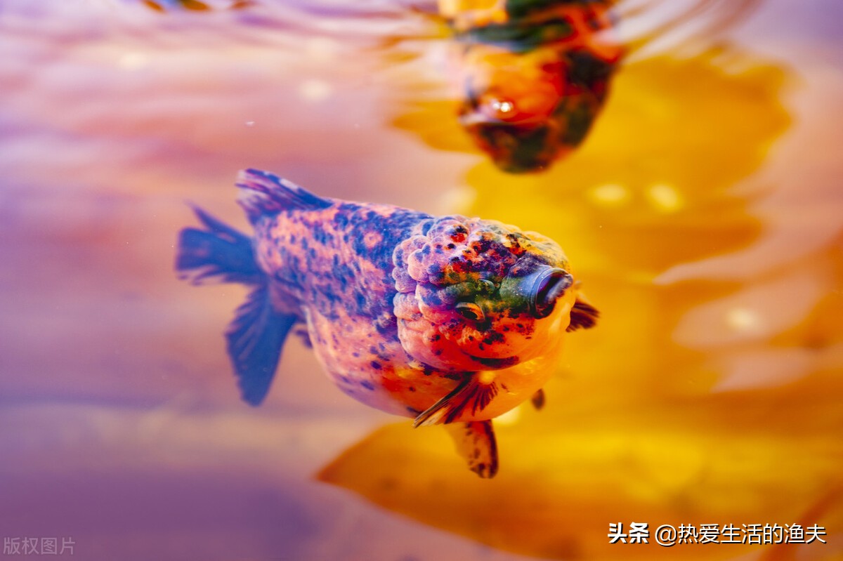 金鱼要怎么养才能活得更久,掌握好这五点养好金鱼根本就不难