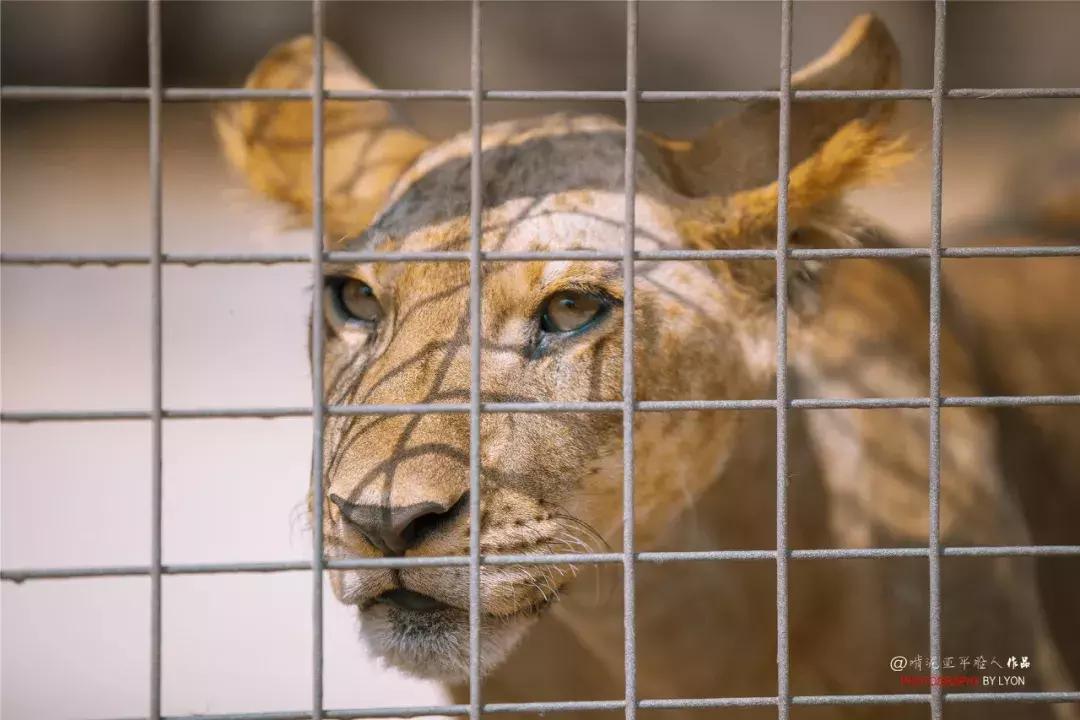 去南京金牛湖野生动物王国堵车吗,南京金牛湖野生动物王国最新活动