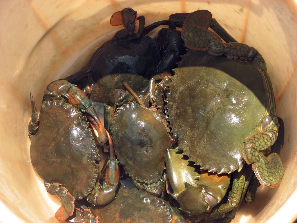 澳大利亚可以钓什么鱼,澳大利亚黄金海岸钓鱼