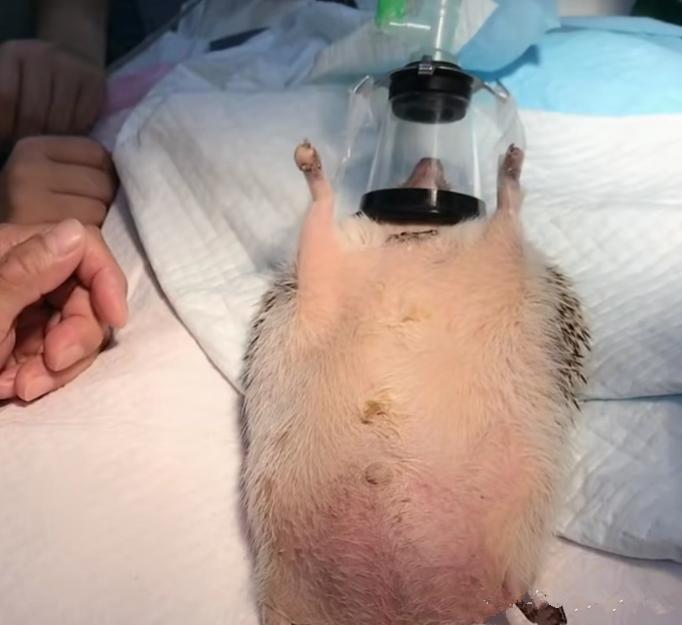 刺猬肚子胀气肚子很大,刺猬肚子鼓起大包