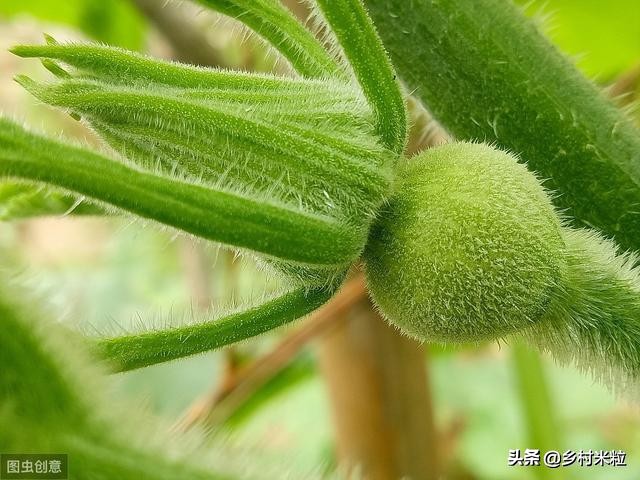 南瓜落花落果怎么防治,南瓜结果出现了化果落果怎么办