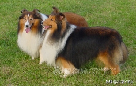 比尼熊狗狗价格,阿拉斯加狗狗价格