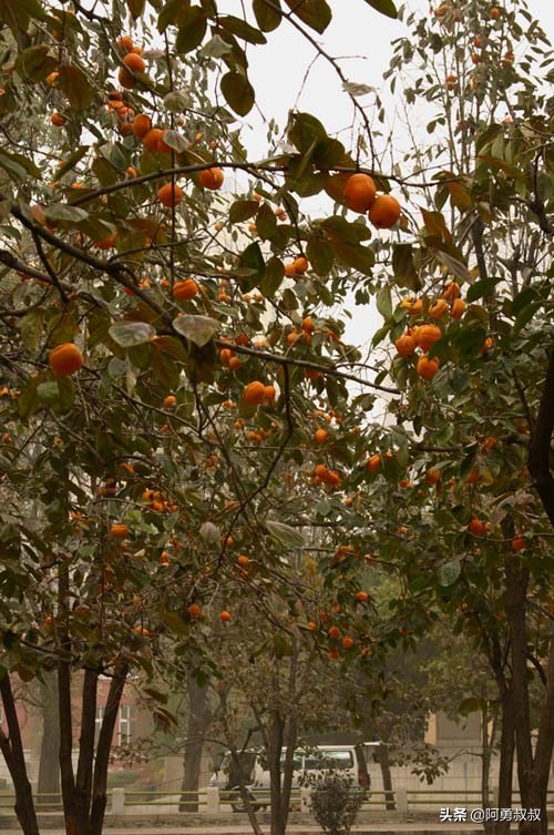 大连全国百强国际学校,大连第二十四中学全国排名