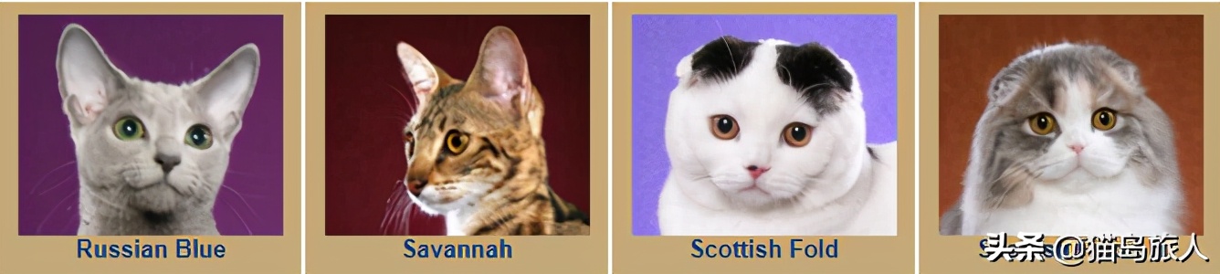 猫咪分类大全,猫咪分类