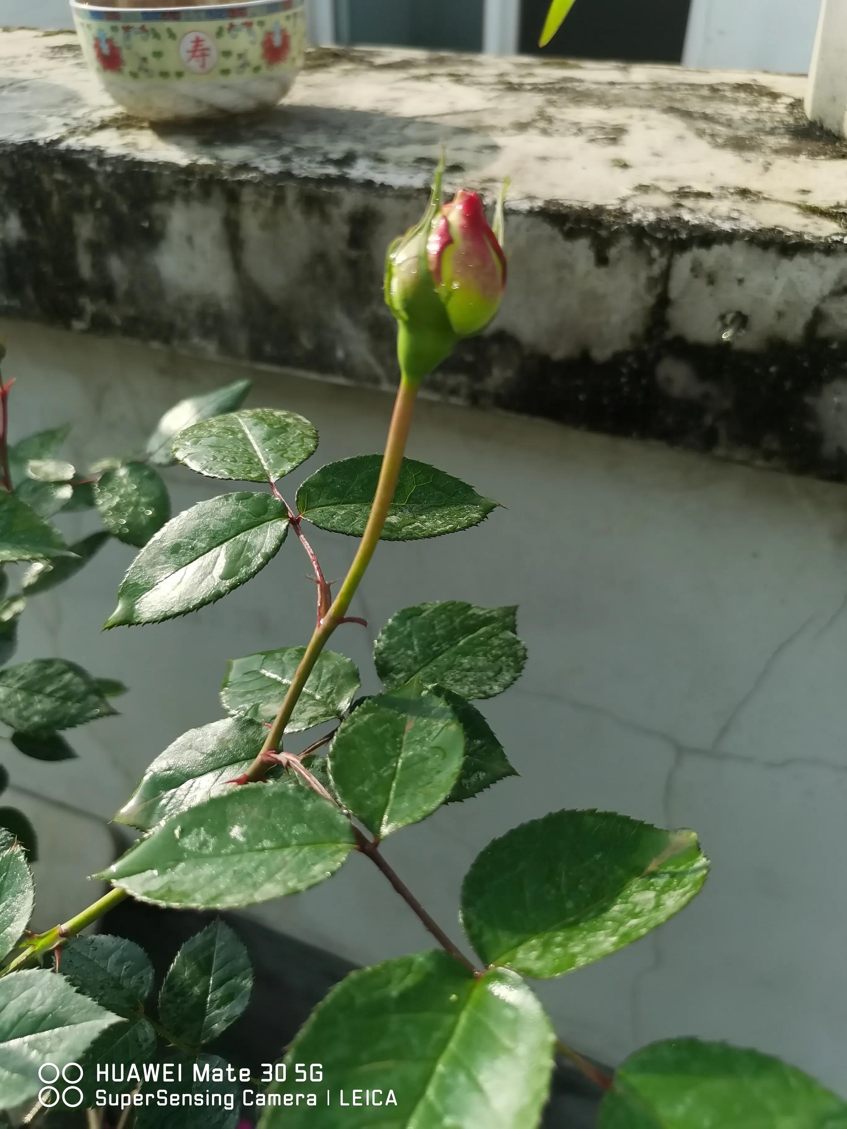 闲鱼买花有骗局吗,闲鱼上卖花好卖吗