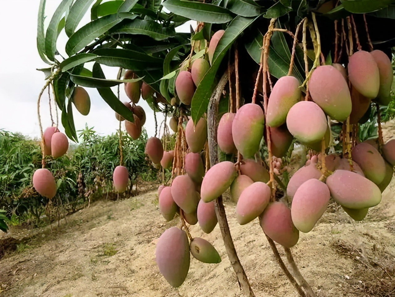 他花2500卢比买了一棵果苗，意外种出“每颗近万元”的梦幻芒果