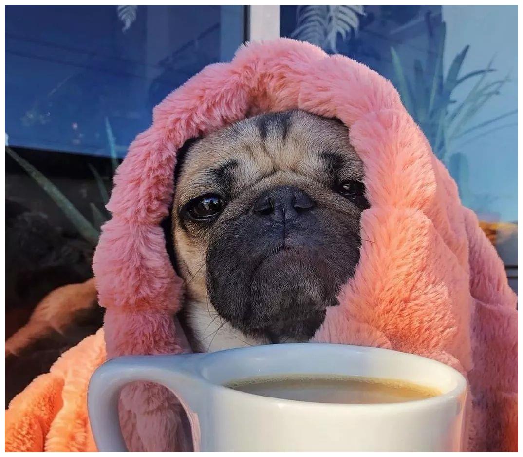 狗狗冬天到底需不需要穿衣服,狗狗怕冷吗狗狗怕冷的表现有哪些