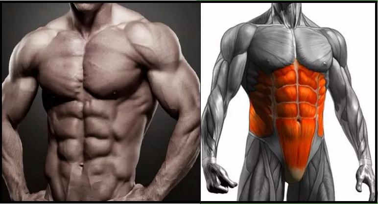 WillS课堂|想练出腹肌，你需要了解的知识！