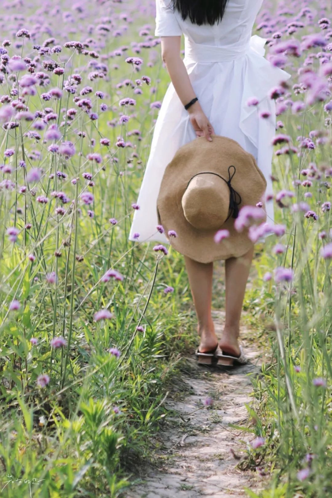 娌欏娴滈鏅尯鑺辨捣,娌欏娴滅殑绱壊鑺辨捣