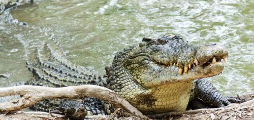 十种可怕的生物,3种可怕的动物