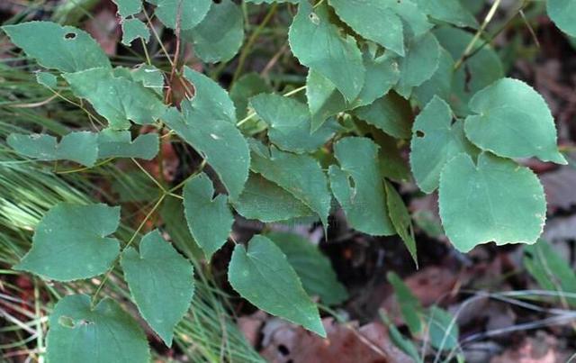 淫羊藿的种植技术与收购价格,淫羊藿种子种植方法