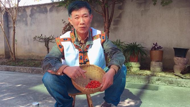 红豆杉果实能不能吃,红豆杉果实能吃吗吃了有什么作用