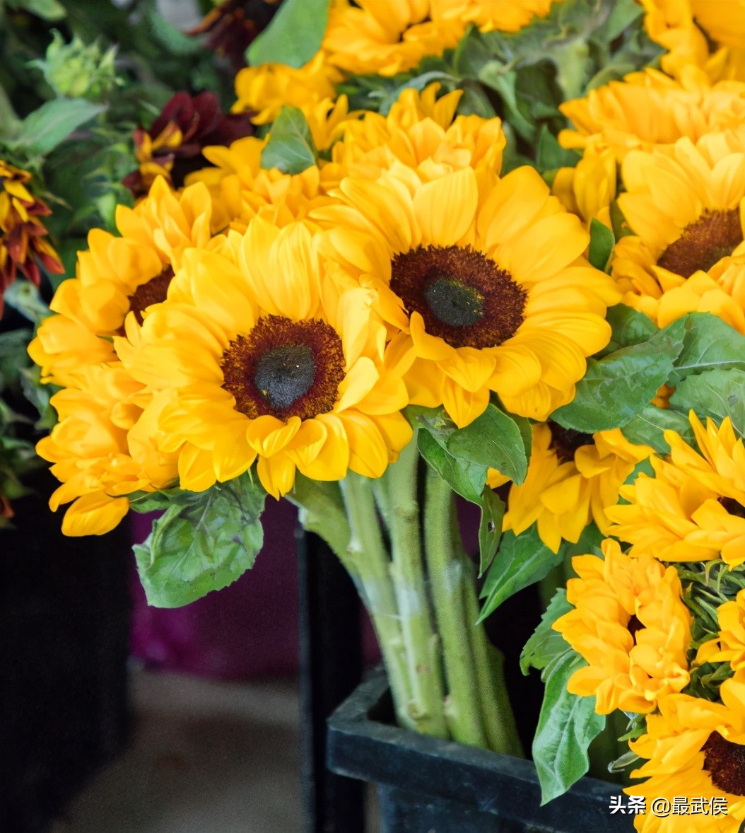 成都便宜的大花市,成都街边卖花一元一束