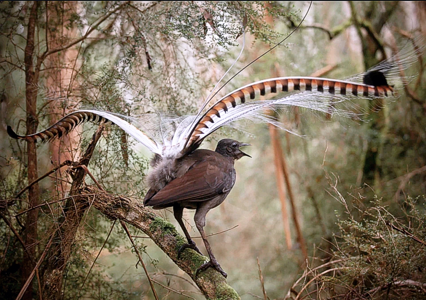 琴鸟模仿鬼叫吓跑人,《琴鸟》模仿其他物种的声音