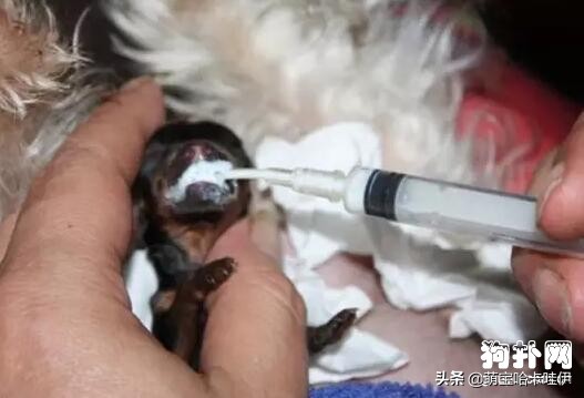 茶杯犬可不可爱会不会咬人,养茶杯犬的好处