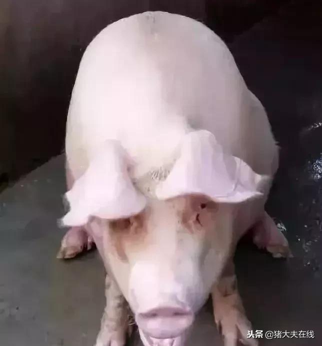 猪病治疗最快方法,猪病急救小窍门