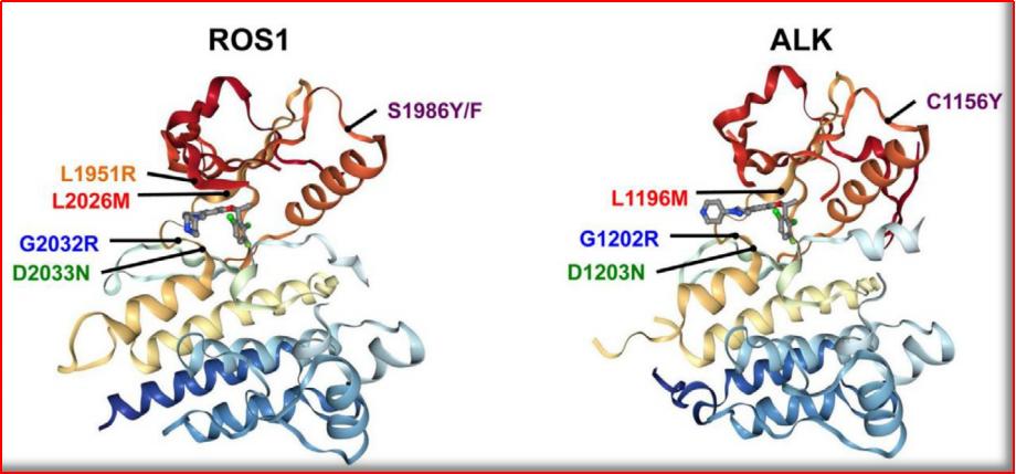 alk基因突变与ros1突变的区别,ros1最新上市靶向药