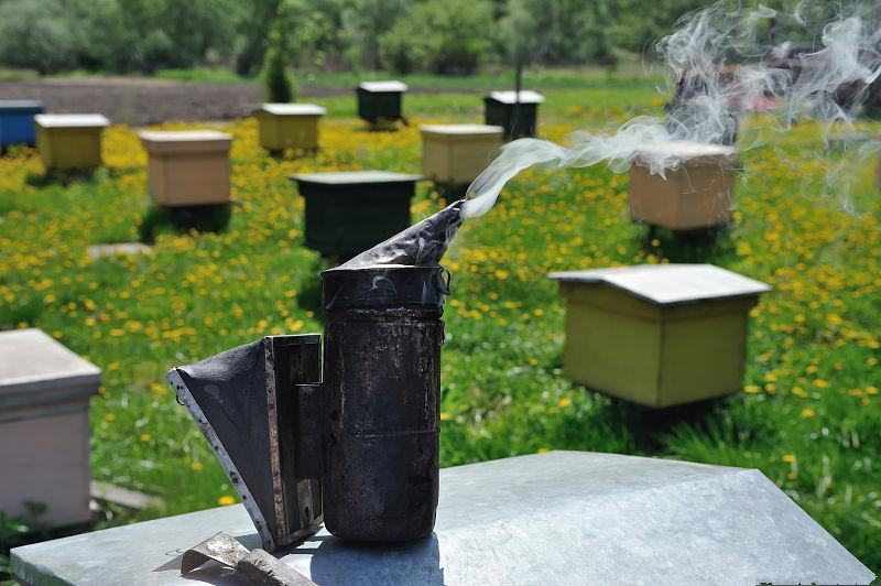 蜂群的三种疾病,蜂群会飞逃是什么原因