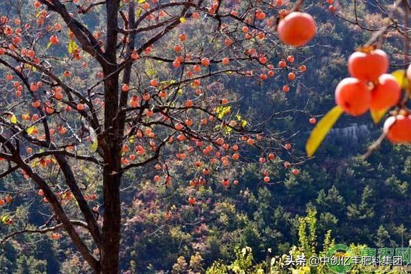 种柿子的正确方法,柿子开花后掉果是什么原因