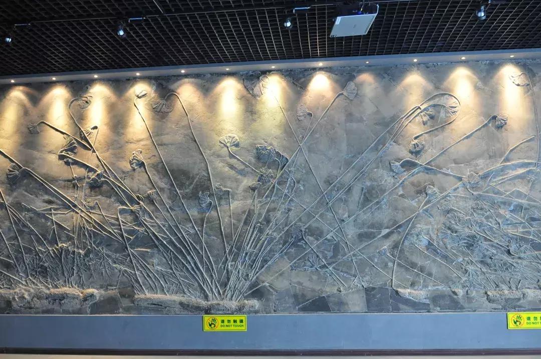 广东人去贵州门票半价,贵州广东人免门票景区