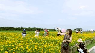 来成都打卡空港花田,成都双流空港花田打卡看飞机