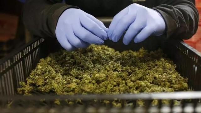 泰国医用大麻医院,工业大麻医用合法化