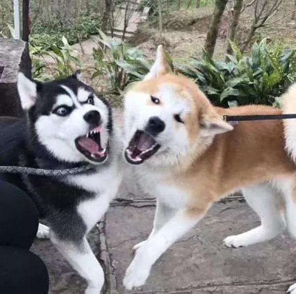 买不到冰淇淋下一句,买不到便宜冰淇淋