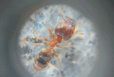 挖到小汽车奇趣玩具,挖到宝的玩具大全