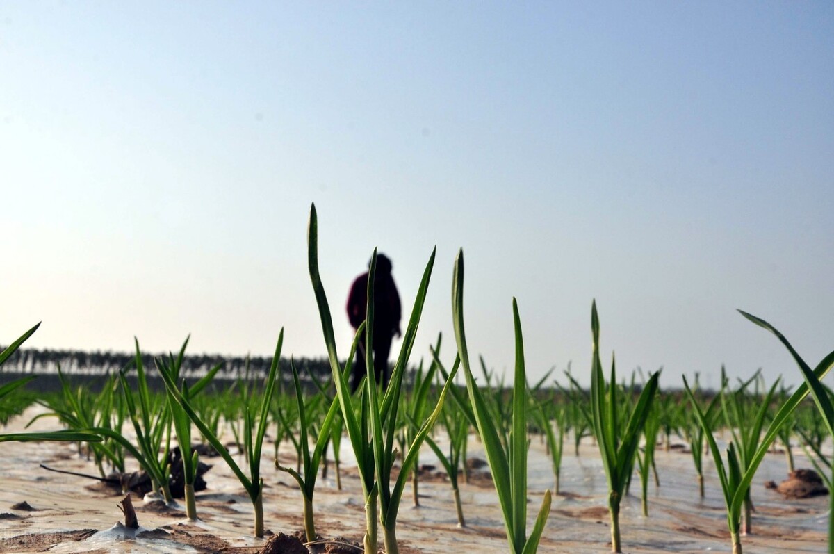 大蒜怎么种又快又简单小学生,种大蒜的最好方法小技巧