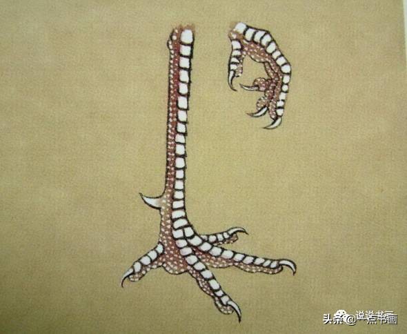 工笔国画孔雀画高清大图,工笔孔雀的画法步骤