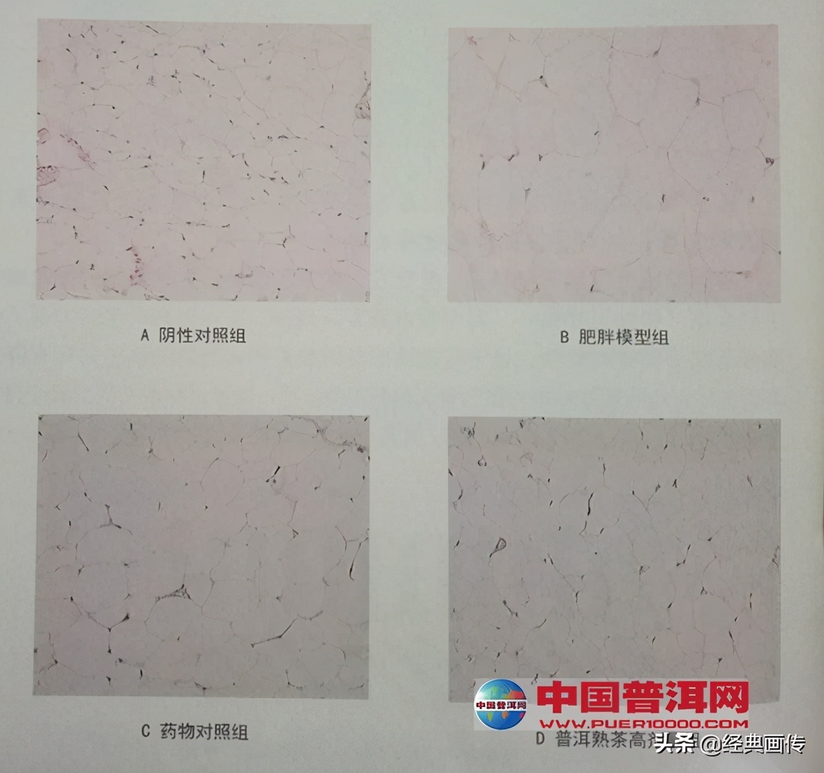 苹果普洱茶能减肥吗,普洱茶可以减肥降压