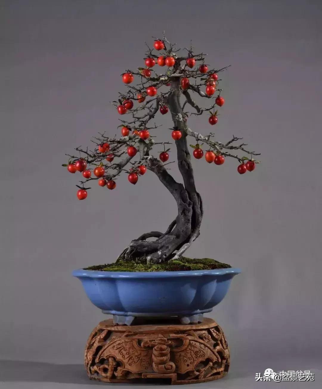 天生好养的36种盆景植物,什么植物盆景适合屋内养